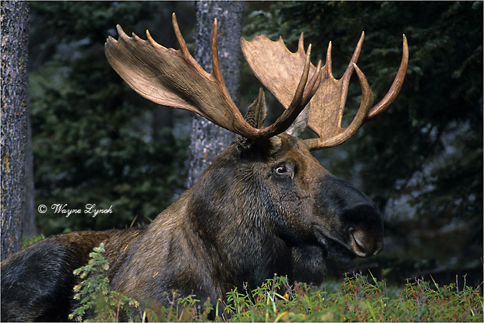 Bull Moose 101B by Dr. Wayne Lynch &copy;